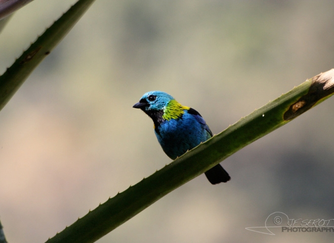 Calliste à tête verte (Tangara seledon) – Brésil