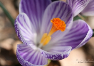 Crocus Pickwick (Crocus Vernus) – France