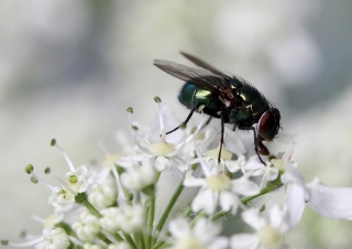 Mouche dorée (Lucilia caesar) – France