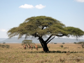Savane et acacia au Serengeti – Tanzanie
