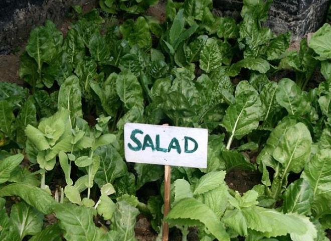 Salade sous serre – Inde