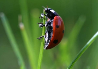 Coccinelle à sept points (Coccinella septempunctata) – France