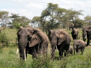 Éléphant d’Afrique (Loxodonta africana) – Tanzanie
