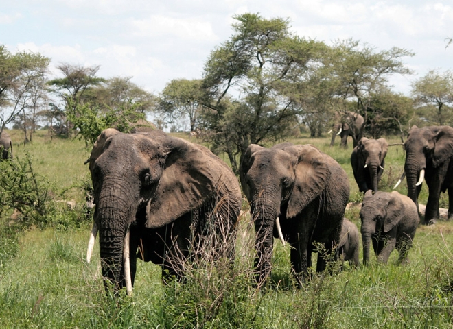 Éléphant d’Afrique (Loxodonta africana) – Tanzanie
