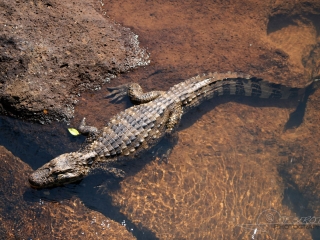Crocodile à Iguaçu – Argentine
