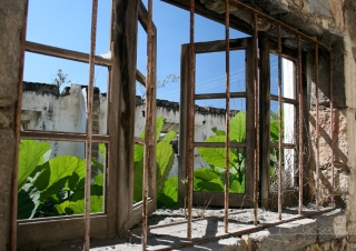 Plantes d’intérieur – Guatemala