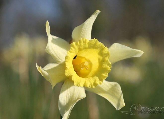 Narcisse (Narcissus) – France