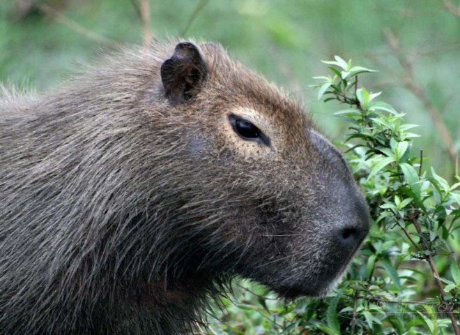Capybara (Hydrochaeris hydrochaeris) – Argentine