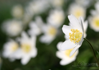 Anémone des bois (Anemone nemorosa) – France