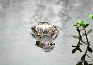 Caïman Jacara (Caiman yacare), Esteros del Iberá – Argentine