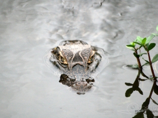 Caïman Jacara (Caiman yacare), Esteros del Iberá – Argentine