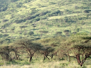 Forêt d’Acacia au Serengeti – Tanzanie