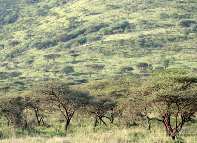 Forêt d’Acacia au Serengeti – Tanzanie