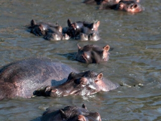 Hippopotames (Hippopotamus amphibius) – Tanzanie