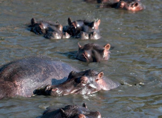 Hippopotames (Hippopotamus amphibius) – Tanzanie