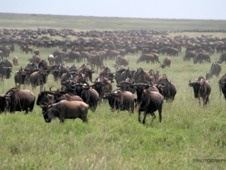 Gnou bleu (Connochaetes taurinus) – Tanzanie