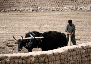 Labour traditionnel – Inde