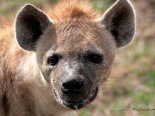 Hyène tachetée (Crocuta crocuta) – Tanzanie
