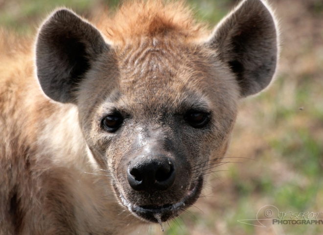Hyène tachetée (Crocuta crocuta) – Tanzanie