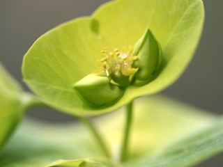 Euphorbe des bois (Euphorbia amygdaloides) – France
