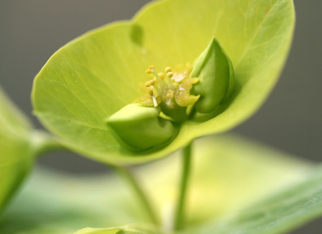 Euphorbe des bois (Euphorbia amygdaloides) – France