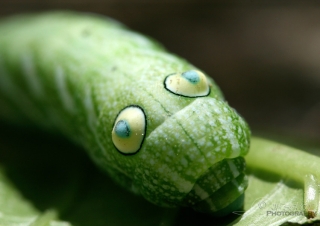 Dans les yeux, Papilionoidea – Viêt Nam