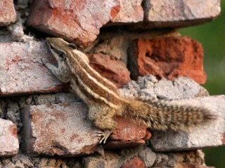 Funambulus palmarum – Inde