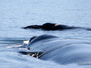 Baleine franche australe (Eubalaena australis) – Argentine