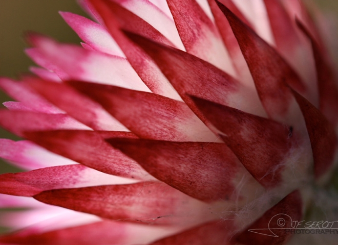 Helichrysum ecklonis – Afrique du Sud