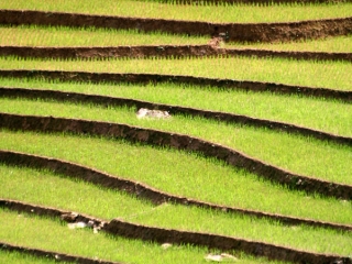 Culture en terrasses – Viêt Nam