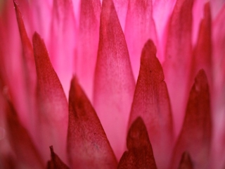 Helichrysum ecklonis – Afrique du Sud