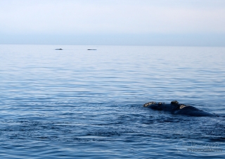 Baleine franche australe (Eubalaena australis) – Argentine