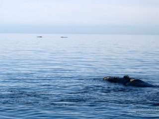 Baleine franche australe (Eubalaena australis) – Argentine