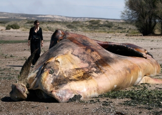 Echouage de baleine – Argentine