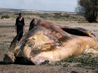Echouage de baleine – Argentine