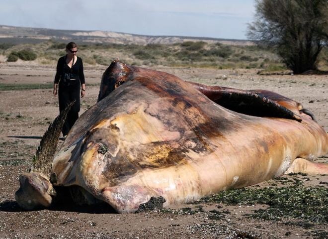 Echouage de baleine – Argentine