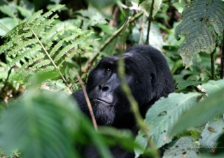 Gorille des montagnes (Gorilla beringei beringei) – Ouganda
