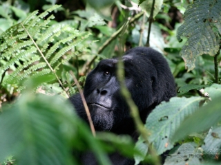Gorille des montagnes (Gorilla beringei beringei) – Ouganda
