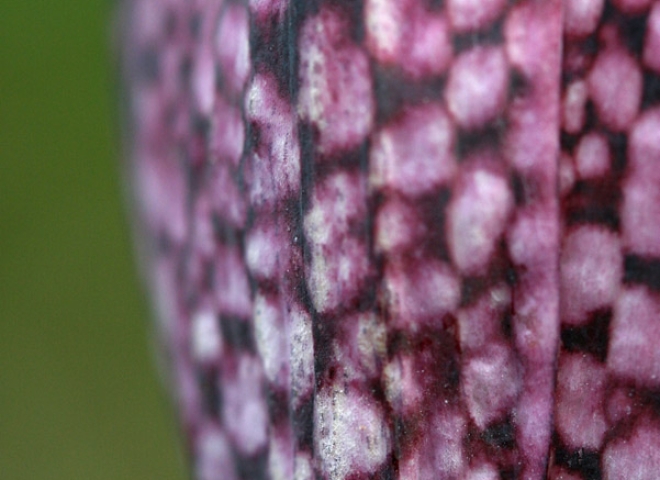 Fritillaire pintade (Fritillaria meleagris) – France