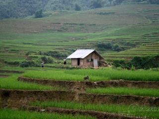 Siège agricole – Viêt Nam