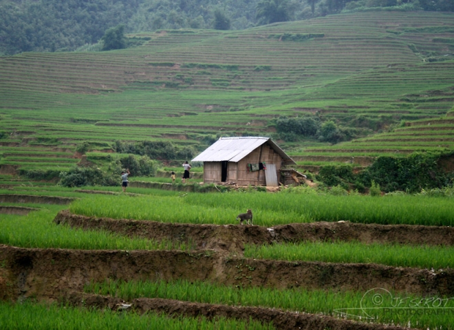 Siège agricole – Viêt Nam