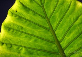 Chlorophylle – Guatemala