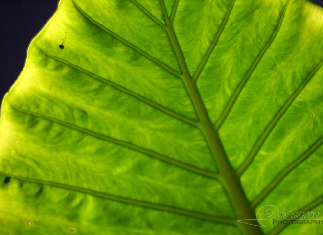 Chlorophylle – Guatemala