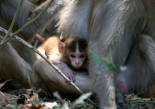 Macaque rhesus (Macaca mulatta) – Inde
