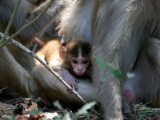 Macaque rhesus (Macaca mulatta) – Inde