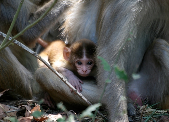 Macaque rhesus (Macaca mulatta) – Inde