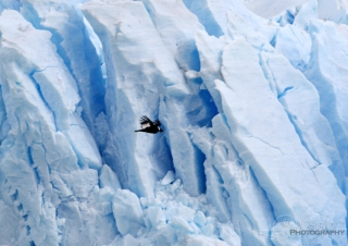 Condor des Andes (Vultur gryphus) – Argentine