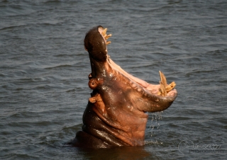 Hippopotames (Hippopotamus amphibius) – Afrique du Sud