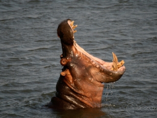 Hippopotames (Hippopotamus amphibius) – Afrique du Sud