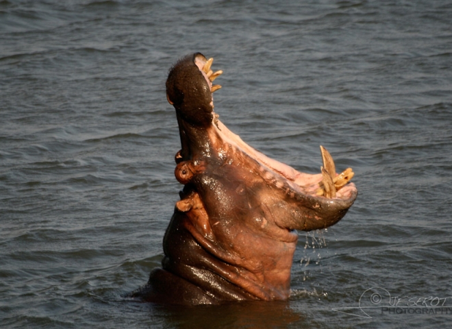 Hippopotames (Hippopotamus amphibius) – Afrique du Sud